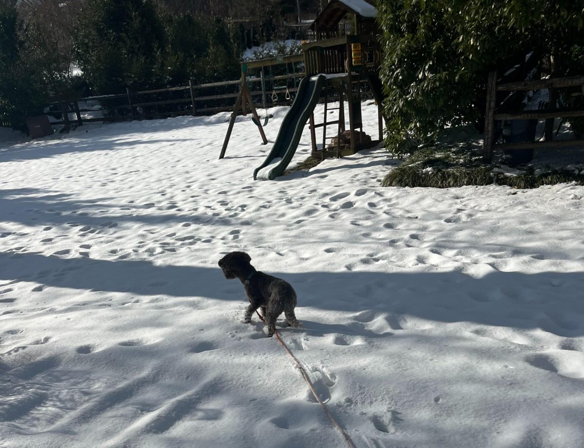 Students can also get snow day exercise by playing outside with a furry friend or taking them for a walk.